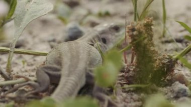 Küçük kertenkelenin sırtında, ormanda yerde yatan kurbana bakıyor.