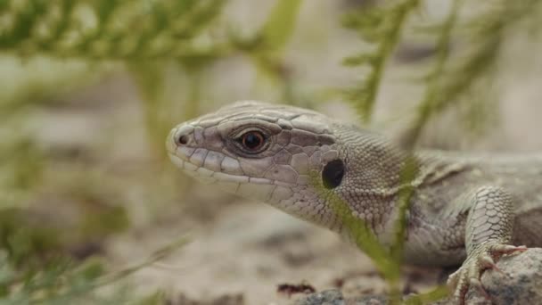 Small lizard looks out the victim on the ground in the forest — Stock Video