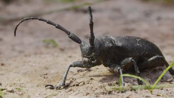 Barbel tkający chrząszcze, Lamia textor, makro — Wideo stockowe