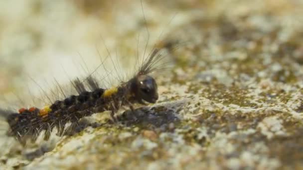 Een zeer harige rups druipt buiten op de stenen grond — Stockvideo