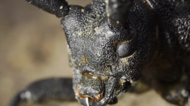 Portrait face coléoptère tisserand barbel, Lamia textor, macro — Video