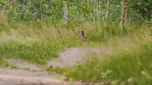Wild rabbit eats green grass in the forest, hare with long ears in the grass — Stock Video
