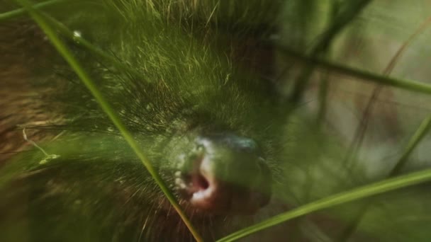Портрет коренного европейского взрослого ёжика в высокой зелёной траве, летнее время, летнее время времени — стоковое видео