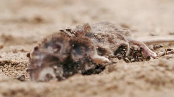 Furnicile mănâncă cadavru de șoarece, șobolan, șoareci pe pământ în pădure, zi de vară, macro — Videoclip de stoc