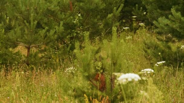 Petit renard roux va int l'herbe haute dans la forêt et regarde à la caméra, heure avancée de l'été — Video