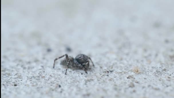 Άλμα έντομο Spider, οικογένεια Salticidae, επίθεση άλλα έντομα στο έδαφος, μακροεντολή — Αρχείο Βίντεο