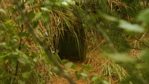 Fox buraco na floresta, horário de verão — Vídeo de Stock