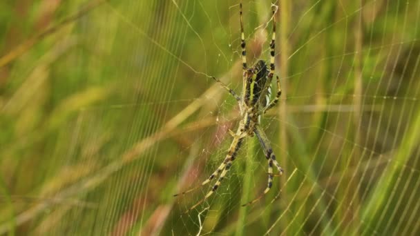 Araignée-guêpe rayée jaune-noire dans sa toile d'araignée, Argiope bruennichi, macro — Video