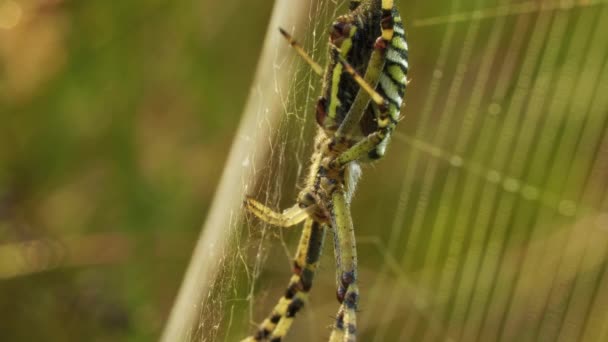 Araignée-guêpe rayée jaune-noire dans sa toile d'araignée, Argiope bruennichi, macro — Video