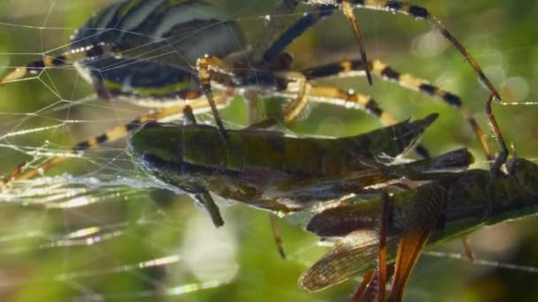 Amarelo-preto listrado vespa-aranha Argiope Bruennichi pegou um gafanhoto, macro — Vídeo de Stock