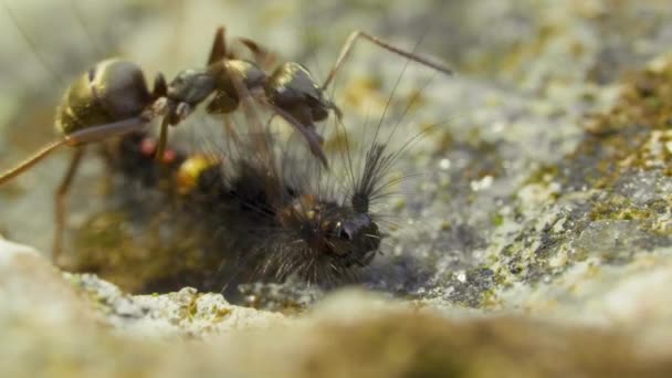 Uma lagarta muito peluda multidões no chão de pedra ao ar livre — Vídeo de Stock
