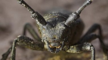 Portre yüzü böceği dokumacı, lamia dokumacı, makro.