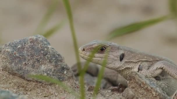 Petit lézard court à la victime sur le sol dans la forêt — Video