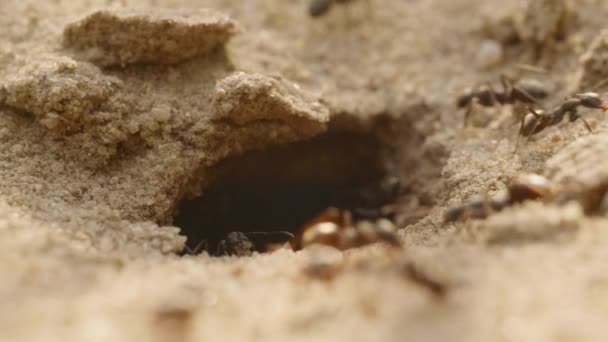 Karıncalar yuvadan çıkar ve onu inşa eder, kum çöpünü çıkarır ve yerde yürür. — Stok video