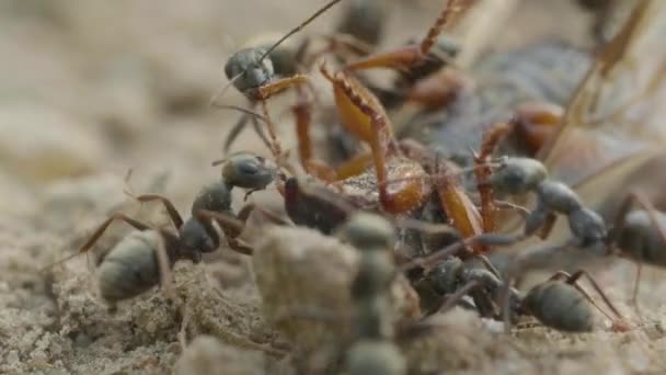 Myrer angriber insekt på jorden i skov, makro – Stock-video