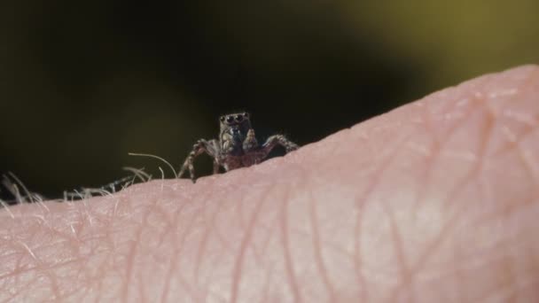 Ugráló pók rovar, család Salticidae, az emberi bőr a kéz, makro closeup — Stock videók