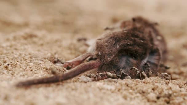 Муравьи едят мертвый труп мыши, крысы, мегера на земле в лесу, летний день, макро — стоковое видео