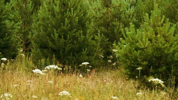 Kleine rode vossenstoelen onder de boom in het bos, overdag in de zomer — Stockvideo