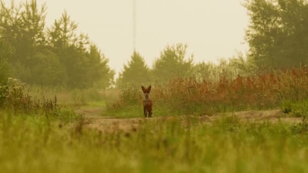 Szczeniak szczeniak szczeka na drodze w lesie, czas letni — Wideo stockowe