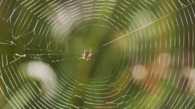 Yeşil çimlerin üzerinde örümcek ağı, yaz günü