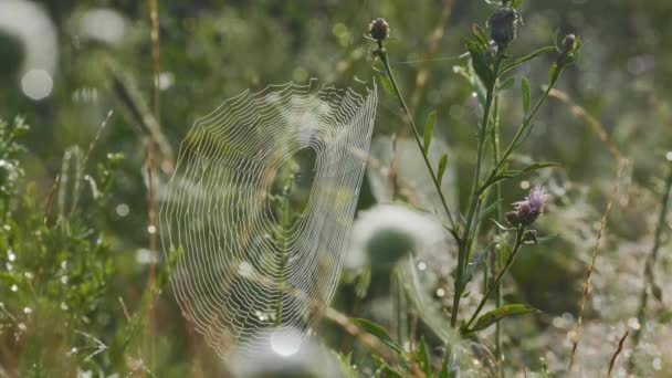 Toile d'araignée sur l'herbe verte, heure d "été — Video