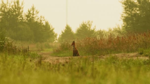 Zorro cachorro sentado en el camino en el bosque, hora del día de verano — Vídeo de stock