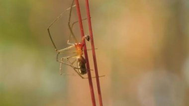 Uzun bacaklı örümcek ormandaki çimlerde sürünür, makro, yaz günü
