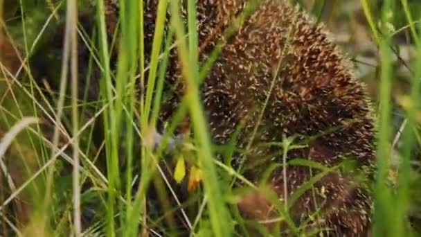 Hérisson adulte originaire d'Europe court dans l'herbe verte haute, heure avancée de l'été — Video