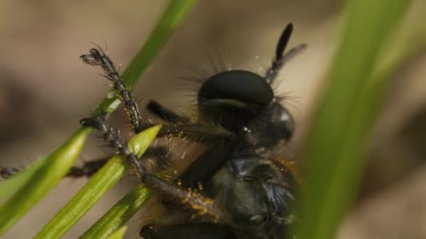 Oblonga mosca rayada en el bosque, día de verano, macro — Vídeos de Stock