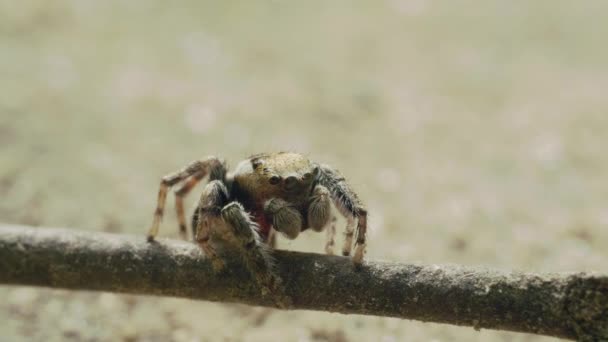 Schattig Schattig springend spinneninsect, familie Salticidae, macro close-up, zomerdag — Stockvideo