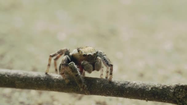 Adorable Cute Jumping Pająk owady, rodzina Salticidae, makro zbliżenie, letni dzień — Wideo stockowe