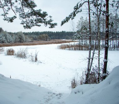 Güzel kış ormanı manzarası. Kış ormanlarındaki ağaçlar ve bitkiler karla kaplıdır, beyaz kar yerde yatar, toprağı büyük kar yığınlarıyla kaplar..