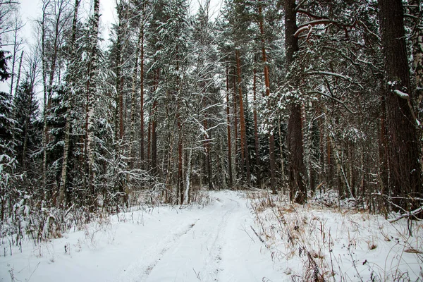 Schöne Winterliche Waldlandschaft Bäume Und Pflanzen Winterwald Sind Mit Schnee — Stockfoto