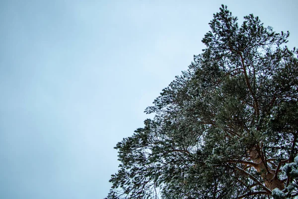 Vackert Vinterskogslandskap Träd Och Växter Vinterskogen Täckta Med Snö Vit — Stockfoto