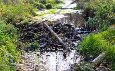 Tahta dallardan, sopalardan ve küçük çalılardan oluşan küçük bir kunduz barajı, hızlı akıntısı olan bir orman nehrindeki küçük ağaçların gövdeleri..