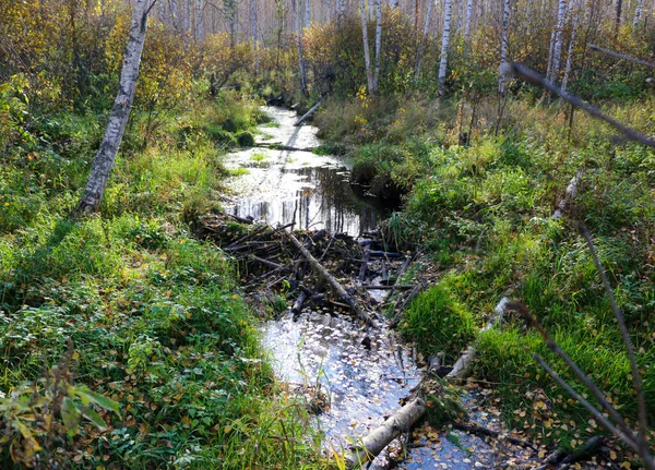 用木头树枝 树枝和小灌木丛做成的小海狸坝 森林河流中的小树干 水流湍急 — 图库照片