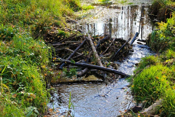 Una Piccola Diga Castoro Fatta Rami Legno Bastoni Ramoscelli Piccoli — Foto Stock