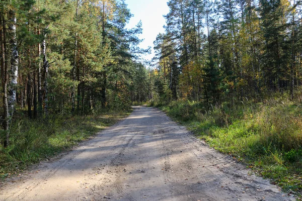 Erdő Fényes Napsütéses Napon Gyönyörű Fénysugarakkal Érdekes Árnyékokkal Fák Melyeket — Stock Fotó