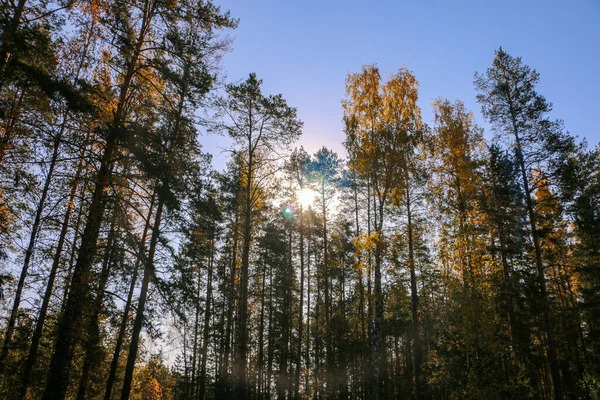 Wald Einem Strahlend Sonnigen Tag Mit Schönen Lichtstrahlen Und Interessanten — Stockfoto