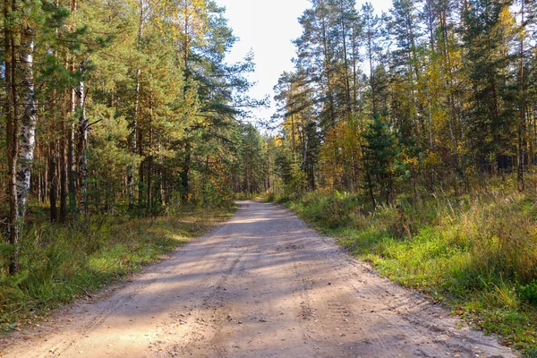 Wald Einem Strahlend Sonnigen Tag Mit Schönen Lichtstrahlen Und Interessanten — Stockfoto