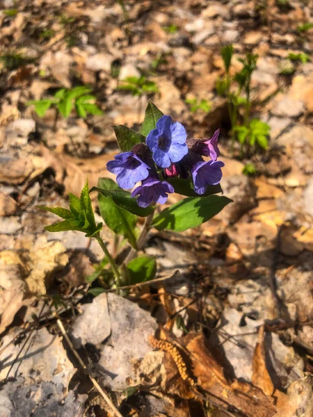 Premières Fleurs Printanières Morelle Pulmonaire Avec Des Fleurs Bleues Roses — Photo