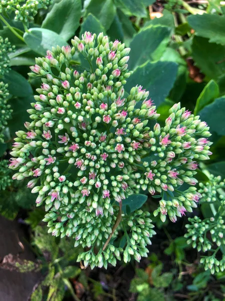 Ljusa Vackra Vårblommor Blommar Våldsamt Upplösa Vackra Knoppar Med Ömtåliga — Stockfoto