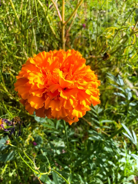 Leuchtend Schöne Frühlingsblumen Blühen Heftig Und Lösen Schöne Knospen Mit — Stockfoto