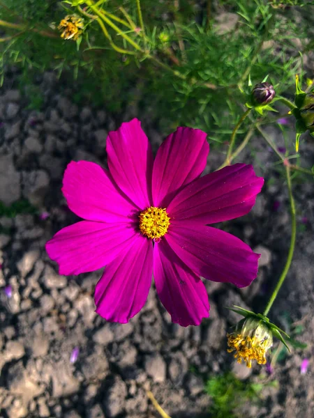 Belles Fleurs Printanières Brillantes Fleurissent Violemment Dissolvant Beaux Bourgeons Avec — Photo