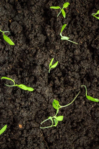 Termesztett Növények Palántái Zöld Levelű Fiatal Hajtások Nedves Földes Talajon Stock Kép