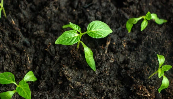 Plántulas Plantas Cultivadas Brotes Jóvenes Con Hojas Verdes Crecen Suelo Imágenes De Stock Sin Royalties Gratis