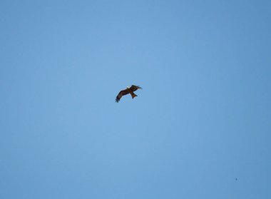 Genç şahin engin büyük kanatların üzerinde havada süzülüyor, parlak bahar mavi gökyüzünün arka planına karşı. Avcı şahin madencilik arayışında gökyüzünde uçar..