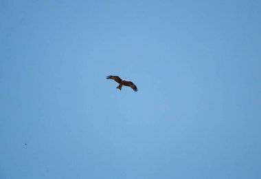 Genç şahin engin büyük kanatların üzerinde havada süzülüyor, parlak bahar mavi gökyüzünün arka planına karşı. Avcı şahin madencilik arayışında gökyüzünde uçar..