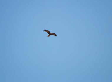 Genç şahin engin büyük kanatların üzerinde havada süzülüyor, parlak bahar mavi gökyüzünün arka planına karşı. Avcı şahin madencilik arayışında gökyüzünde uçar..