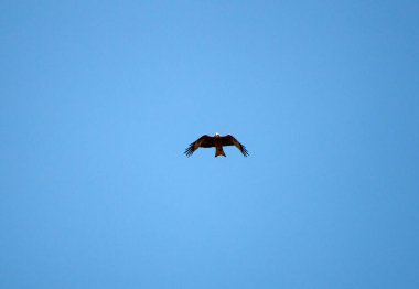 Genç şahin engin büyük kanatların üzerinde havada süzülüyor, parlak bahar mavi gökyüzünün arka planına karşı. Avcı şahin madencilik arayışında gökyüzünde uçar..